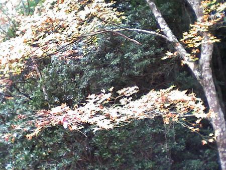 f:id:y3sei:20041114142703:image
